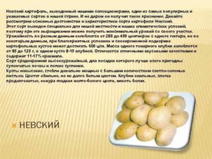 Сорт картофеля невский: описание, характеристики, фото, отзывы