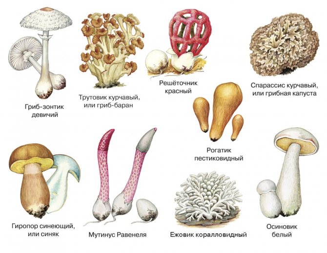 Цезарский гриб (царский гриб) - съедобные грибы | описание, фото и видео