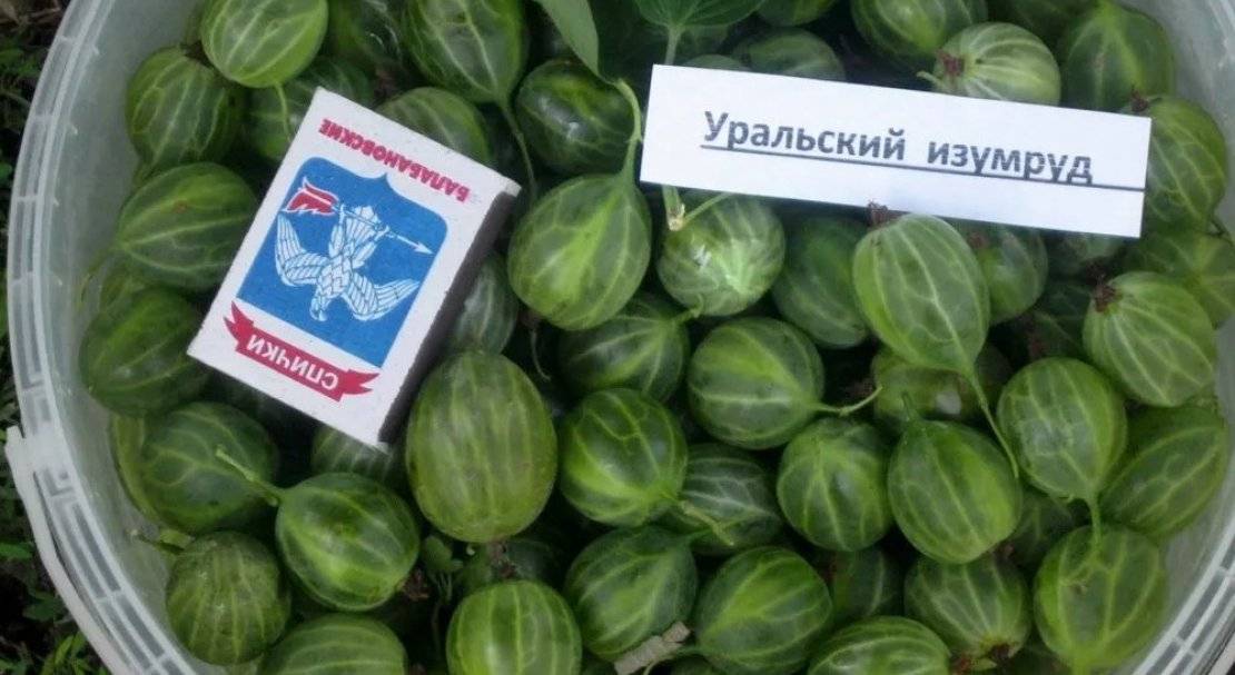 Крыжовник уральский изумруд: посадка, уход, описание сорта и отзывы