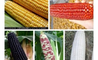 Что такое кукуруза фуражная