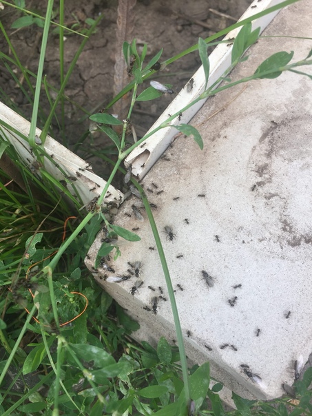 Борьба с муравьями в теплице с огурцами — объясняем все нюансы