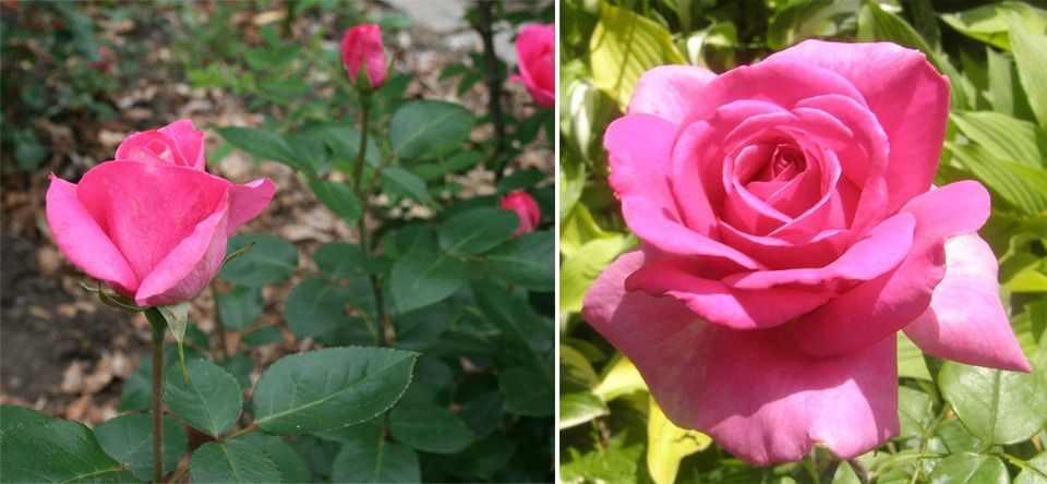 Чайно-гибридные розы: посадка и уход в открытый грунт весной, способы размножения