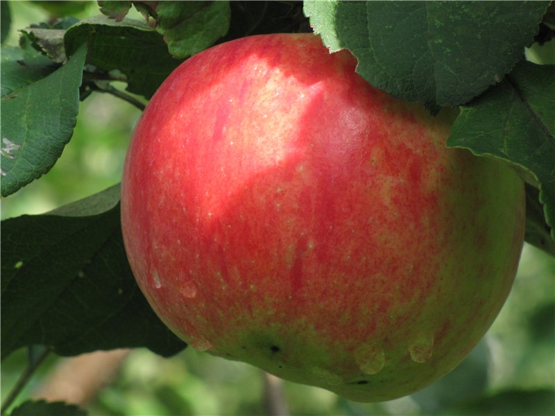 Яблоня орловим: описание сорта, фото, отзывы садоводов