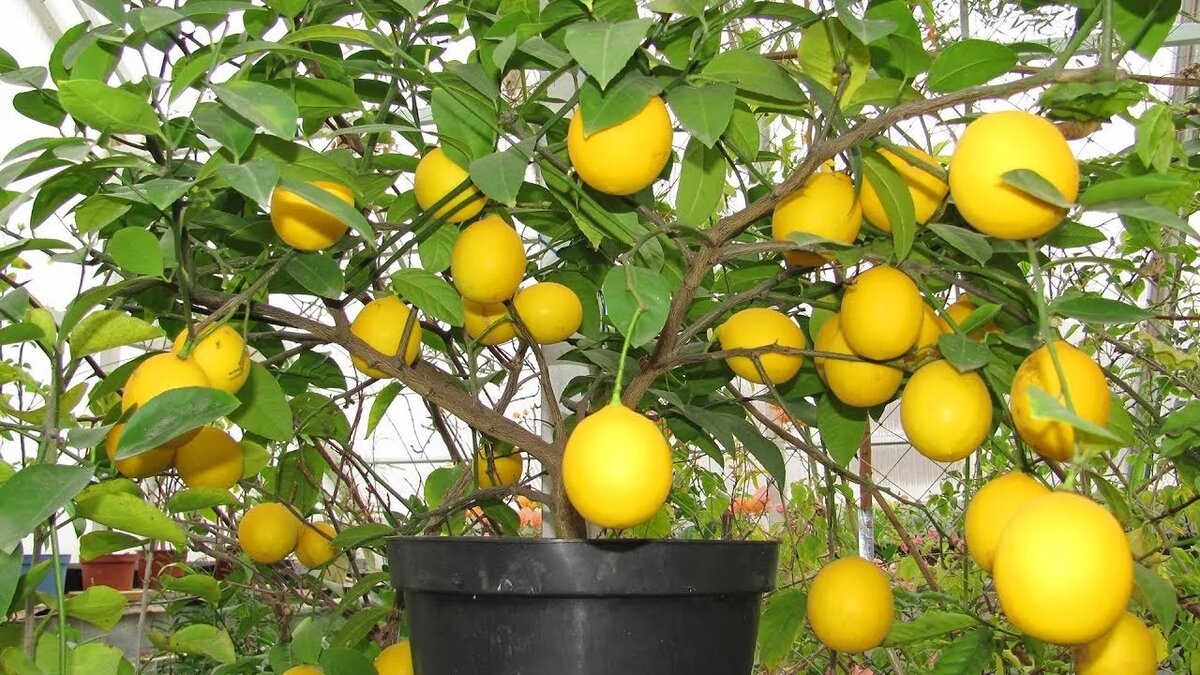 Инструкция по уходу за павловским лимоном в домашних условиях