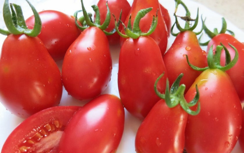 Редкие сорта томатов | tomatland.ru