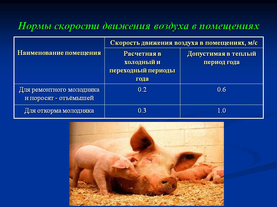 Содержание свиней: правила выращивания свиней в домашних условиях