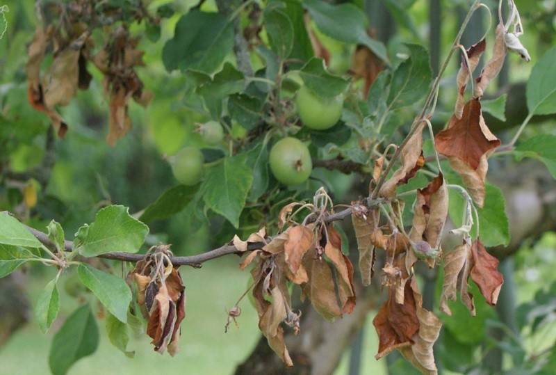 Как лечить дерево грецкого ореха от болезней и вредителей - секреты садоводов