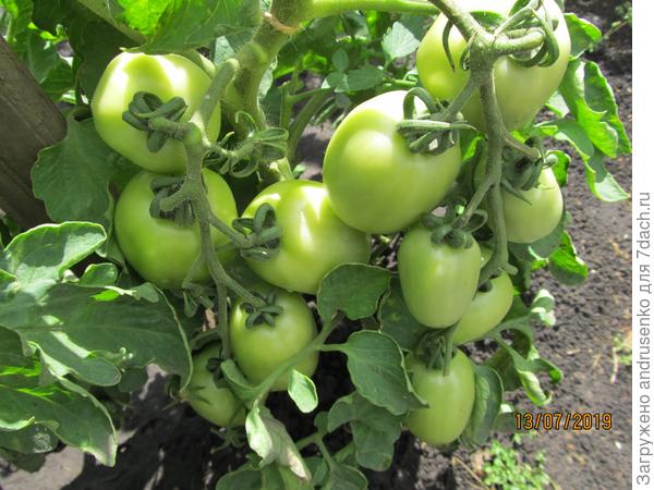 Лучшие сорта томатов для ростовской области - журнал "совхозик"