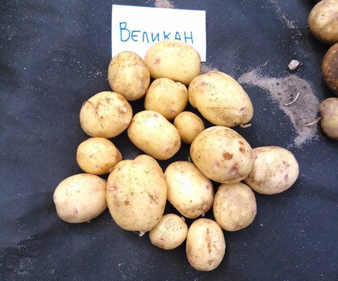 Сорт картофеля молли: характеристика, описание с фото, отзывы