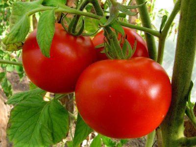 Лучшие сорта томатов для самарской области