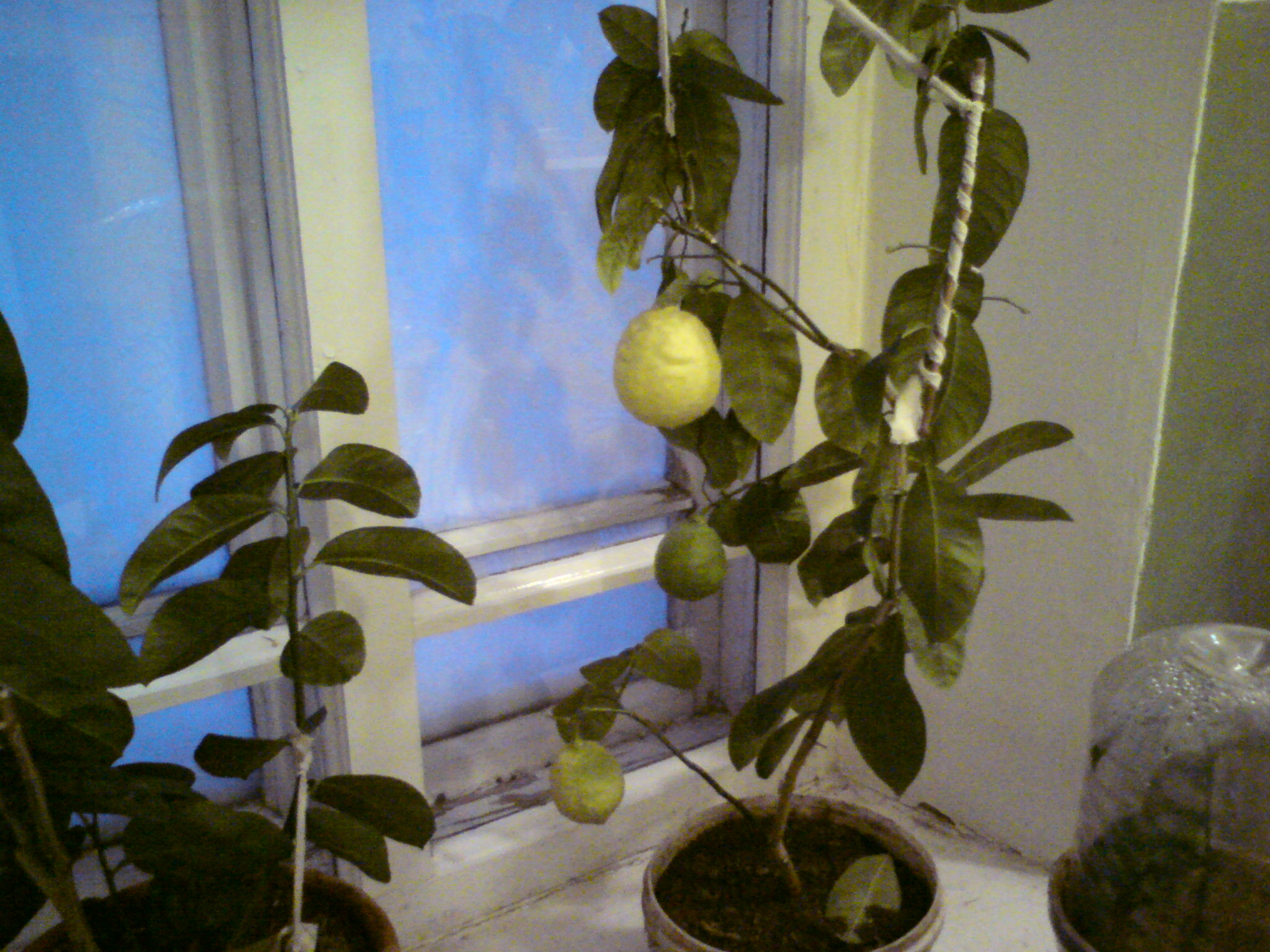 Как вырастить лимон в домашних условиях?