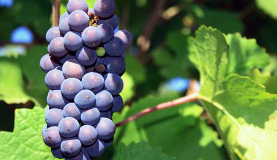 Виноград пино нуар: описание сорта, фото