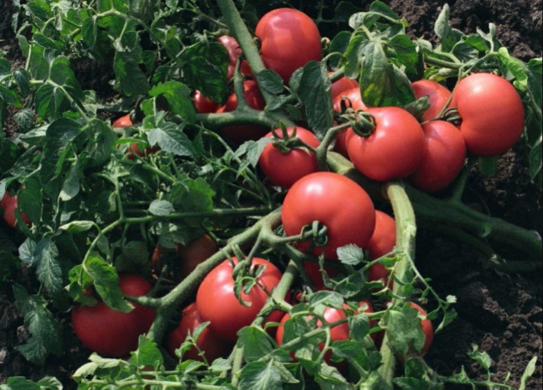 Характеристика и описание сорта томата кибо, его урожайность. помидоры «кибо f1» (ks 222 f1)