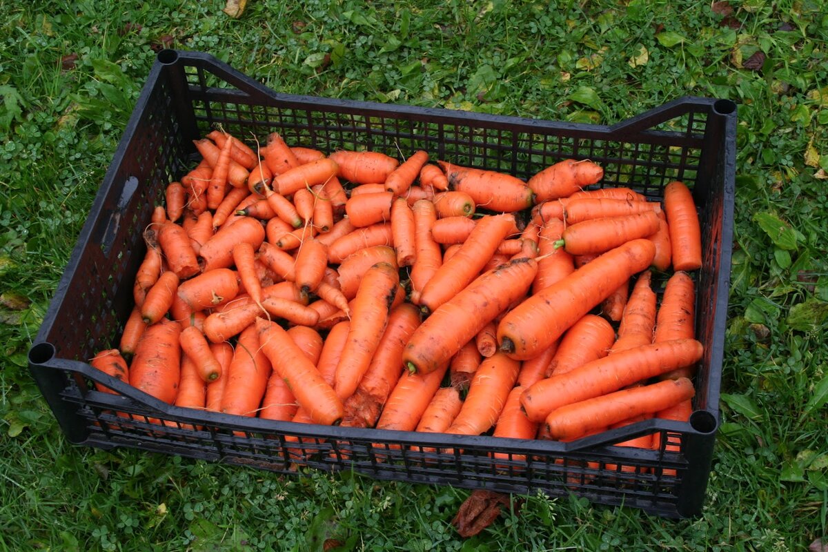 Благоприятные дни для уборки моркови и свеклы в 2020 году: когда убирать урожай на хранение