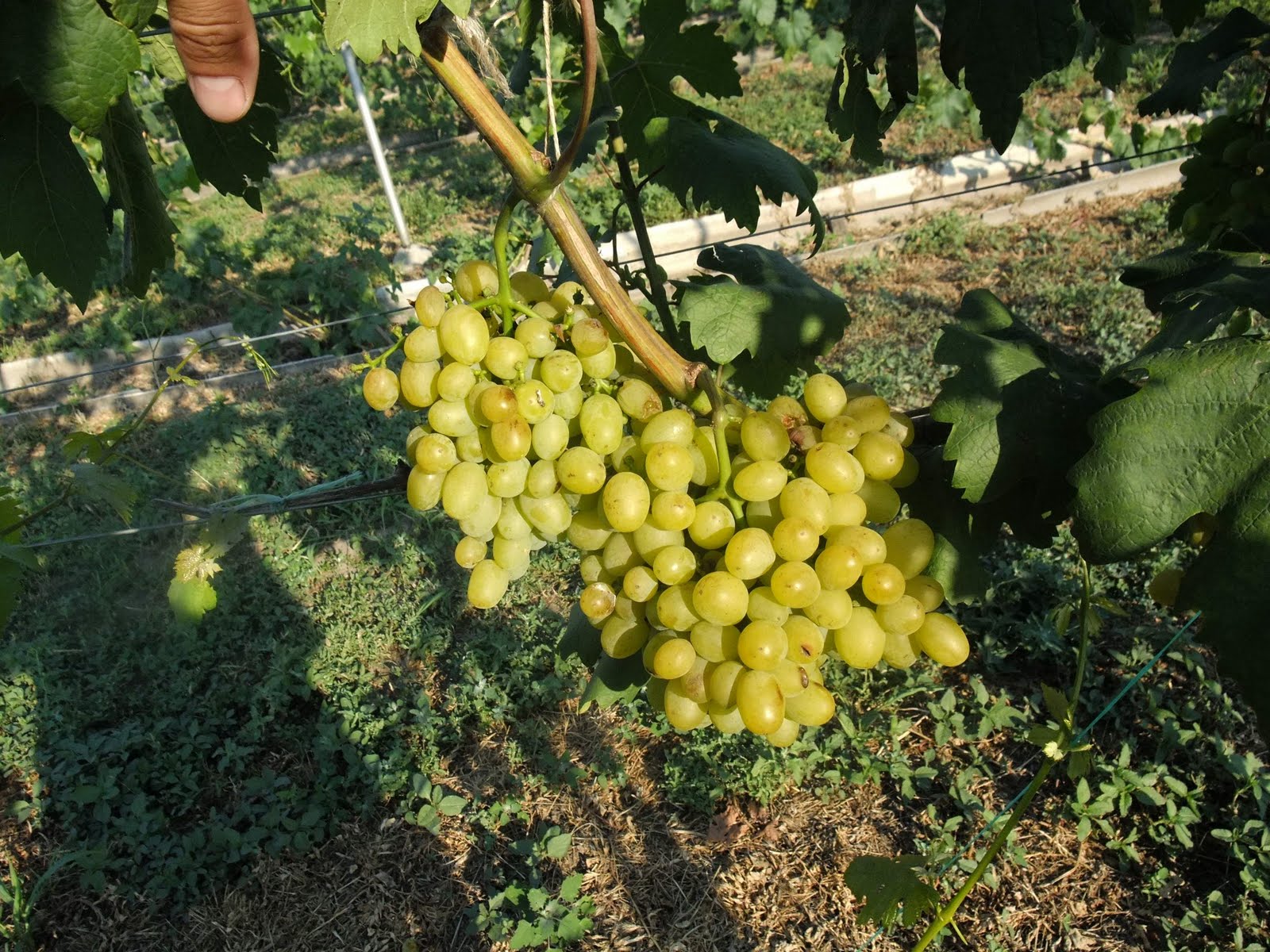 Виноград галахад - описание сорта, отзывы