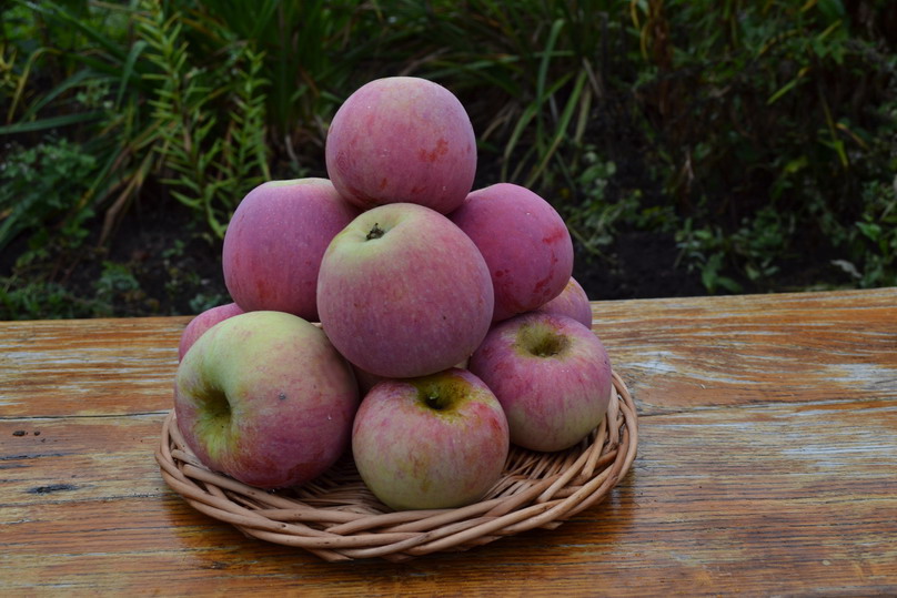 Описание и тонкости выращивания яблони сорта Беркутовское