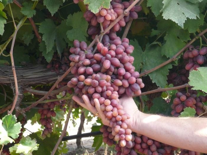 Когда начинает плодоносить виноград после посадки
