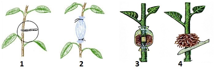 Мандариновое дерево в горшке: особенности выращивания в домашних условиях