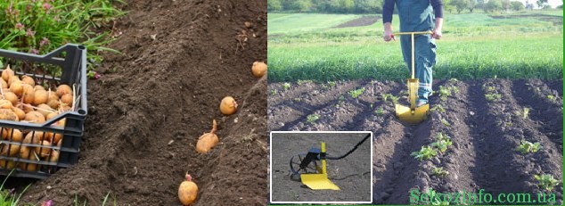 Как правильно сажать картошку чтобы получить хороший урожай