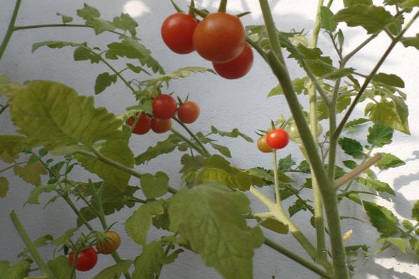 Выращивание сорта томата пуговка, его характеристика и описание