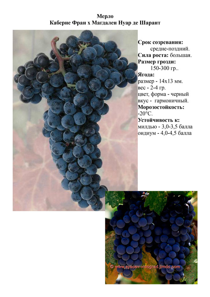Описание и характеристики винограда сорта Каберне, посадка и уход