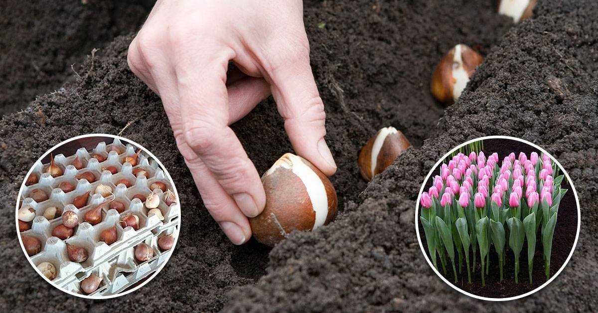 Выращивание тюльпанов: когда сажать осенью в открытый грунт, уход, правила хранения