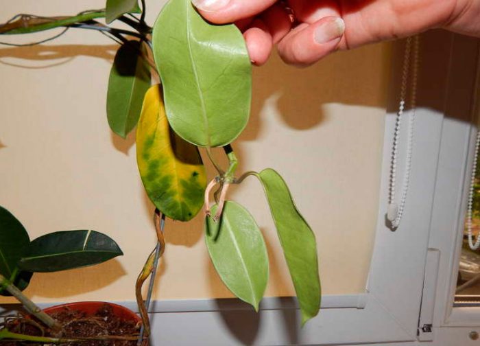 Стефанотис (38 фото): размножение и уход в домашних условиях. описание видов флорибунда, обильноцветущего и других. что делать, если его листья желтеют?