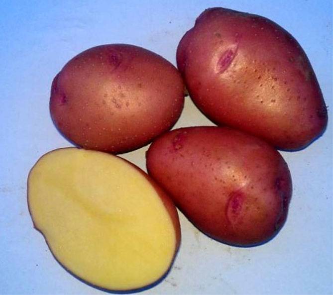 Описание сорта картофеля аврора