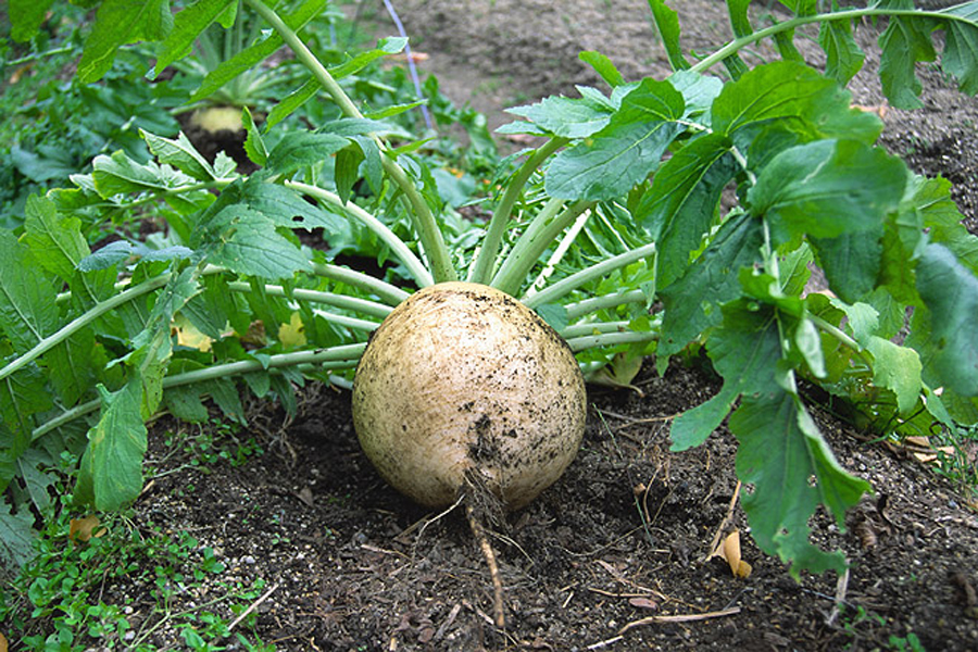 Как вырастить дайкон: описание овоща, посадка и уход в открытом грунте, особенности выращивания