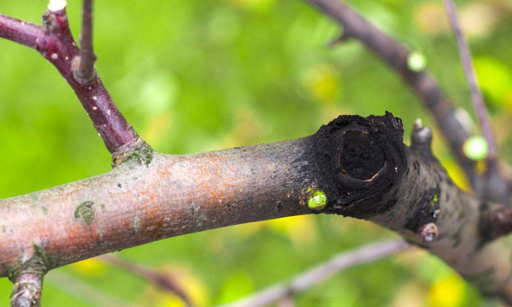 Рак плодовых деревьев: причины появления и что делать – новости барановичей, бреста, беларуси, мира. intex-press
