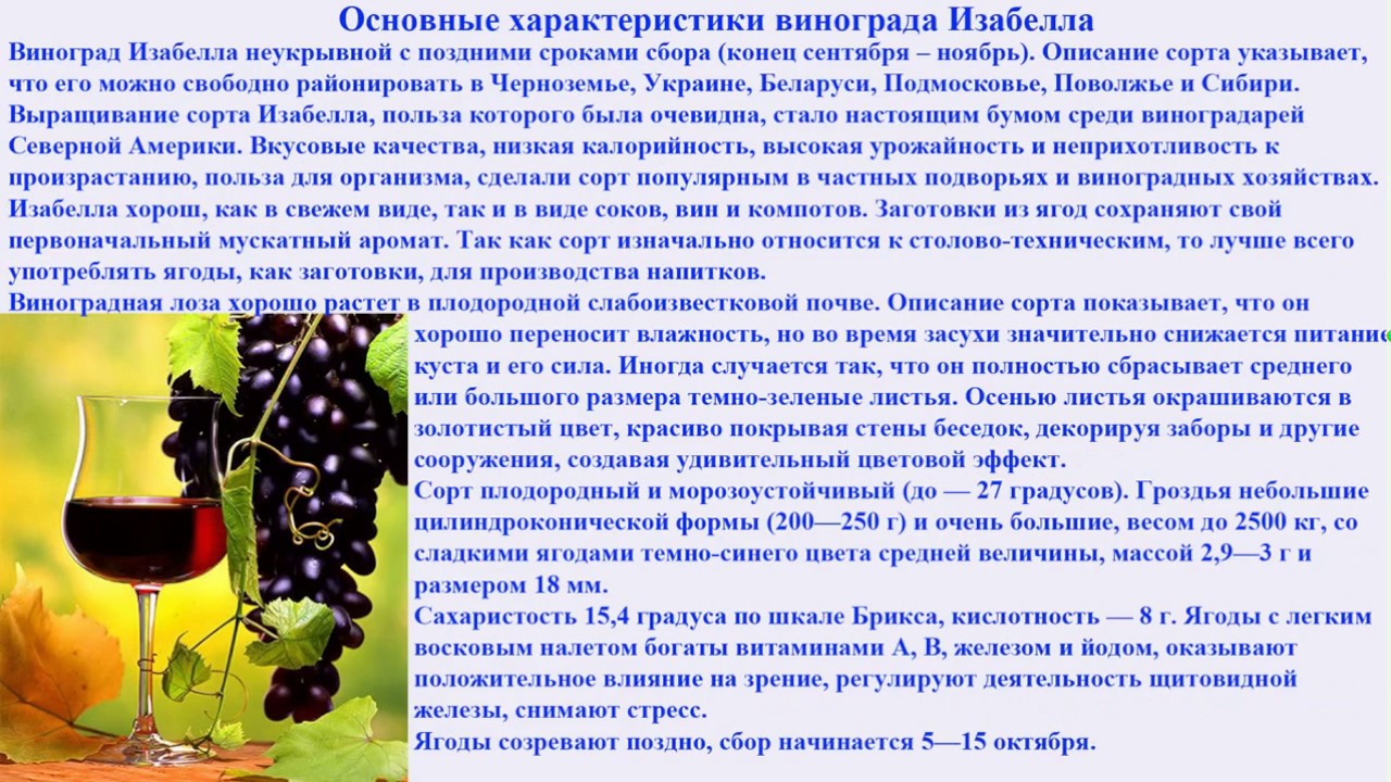 Польза винограда. Виноград Изабелла в разрезе. Содержание сахара в винограде Изабелла. Виноград Изабелла калорийность. Полезные в винограде Изабелла.