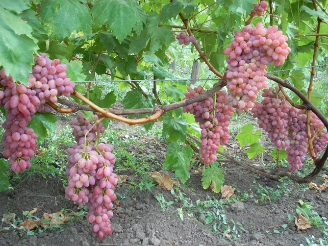 Виноград «черный жемчуг» — описание сорта, вкусовые качества, отзывы, фото