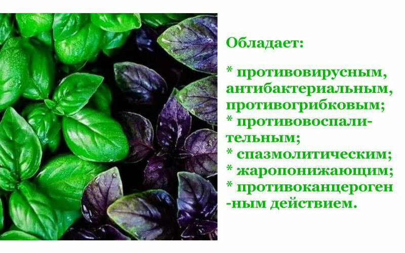 Базилик польза базилика. Базилик описание. Базилик лекарственное растение. Базилик витамины. Чем полезен базилик для организма человека фиолетовый и зеленый.