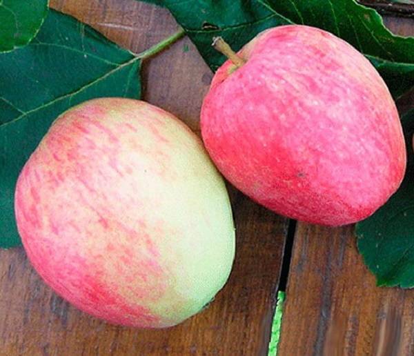Сорт яблони имант, описание, характеристика и отзывы, а также особенности выращивания данного сорта