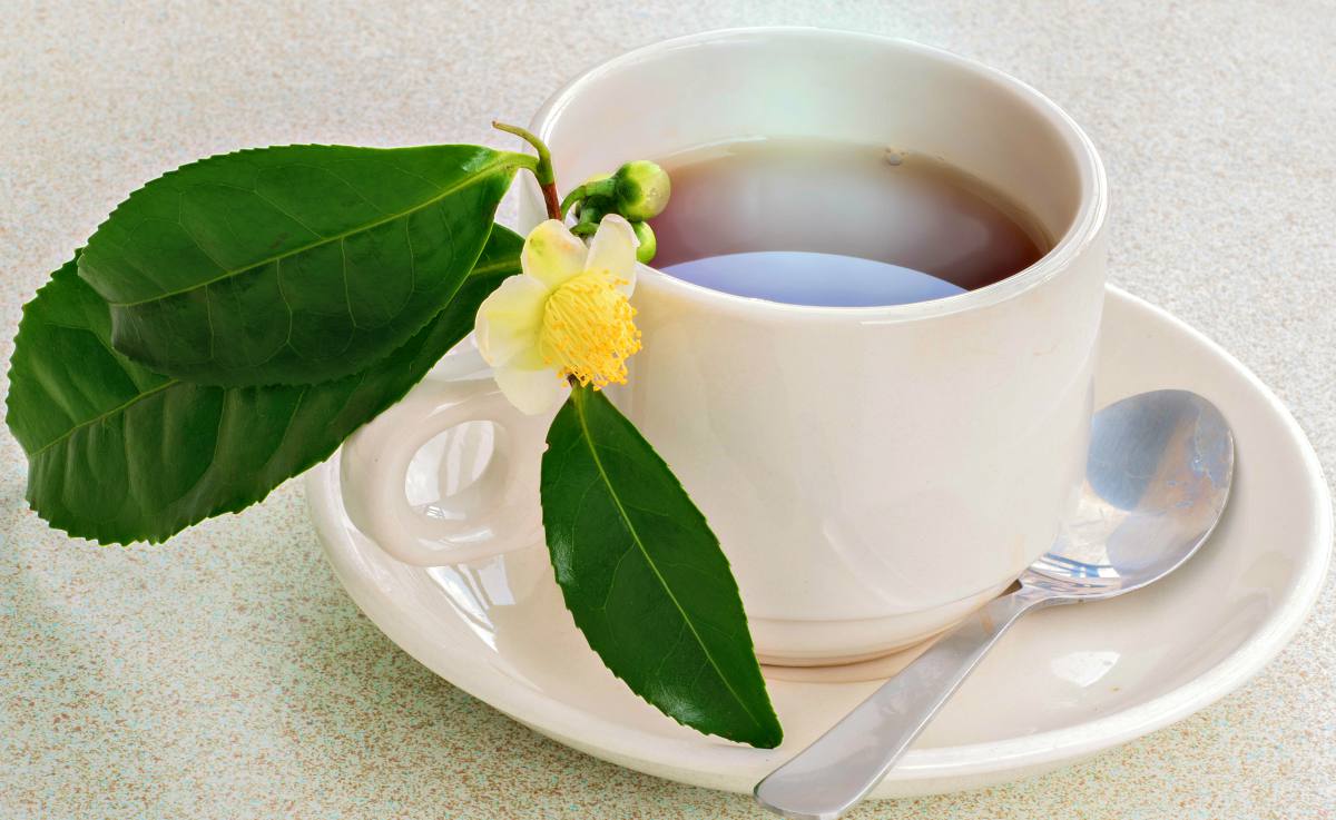 Чай или камелия китайская (camellia sinensis). уход, выращивание в домашних условиях.