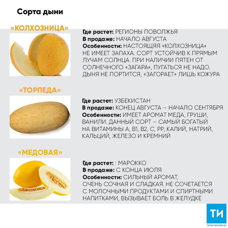 Как выбрать спелую дыню и какие сорта дынь сейчас продают в магазинах – новость, интересное в мире – гдеэтотдом.ру