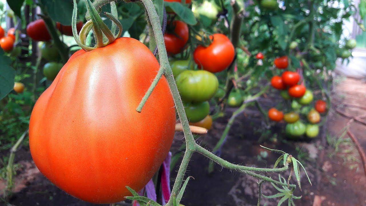 Сорта томатов для витебской области - журнал "совхозик"