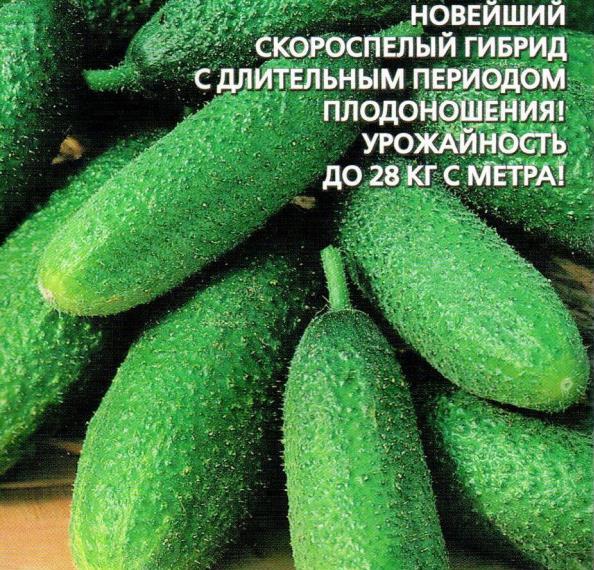 Описание огурца петербургский экспресс f1 и выращивнаие гибрида. описание сорта огурцов примадонна f1, особенности выращивания и ухода