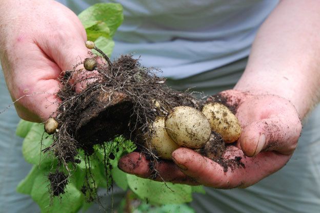 ᐉ картофель и дожди: особенности посадки, выращивания и сбора - roza-zanoza.ru