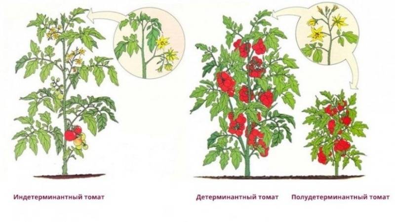 Индетерминантные и детерминантные сорта томатов: что это такое и как их выращивать? - sadovnikam.ru
