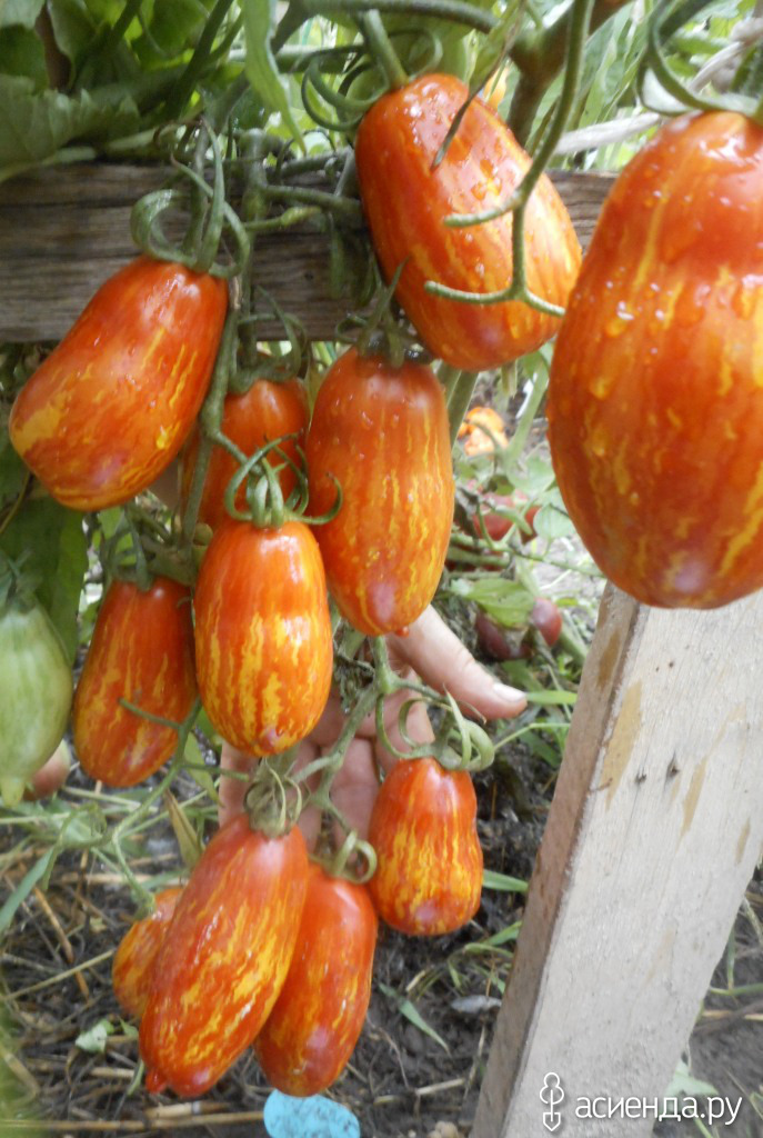 Описание сорта томата безумие касади, его характеристика и урожайность – дачные дела