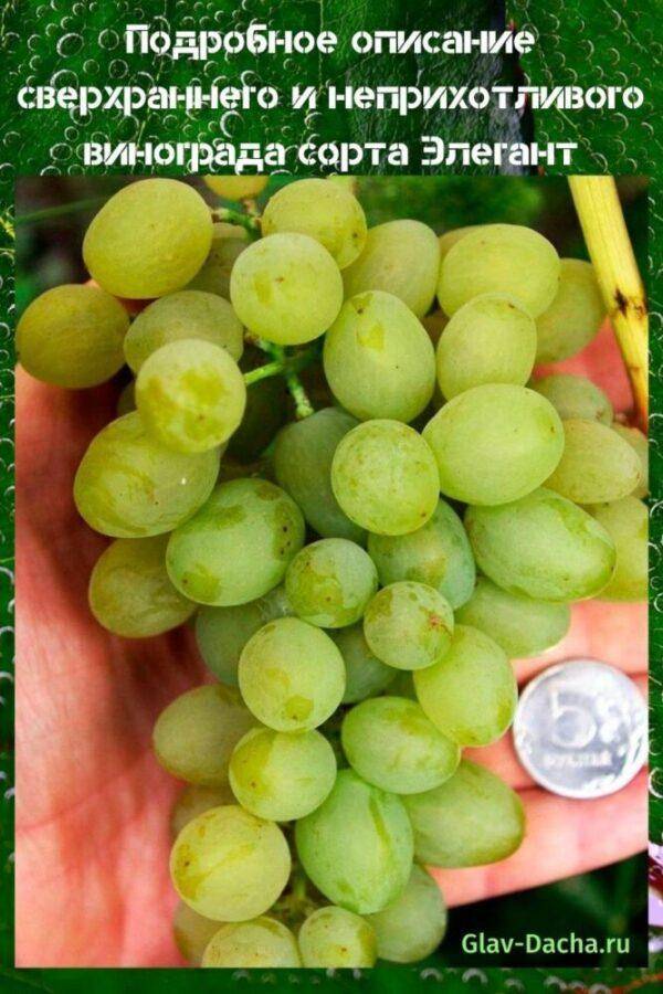 Характеристики и технология выращивания сверхраннего сорта винограда Элегант