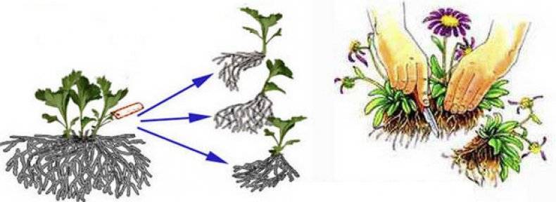 Размножение хризантем: делением куста, черенками и семенами