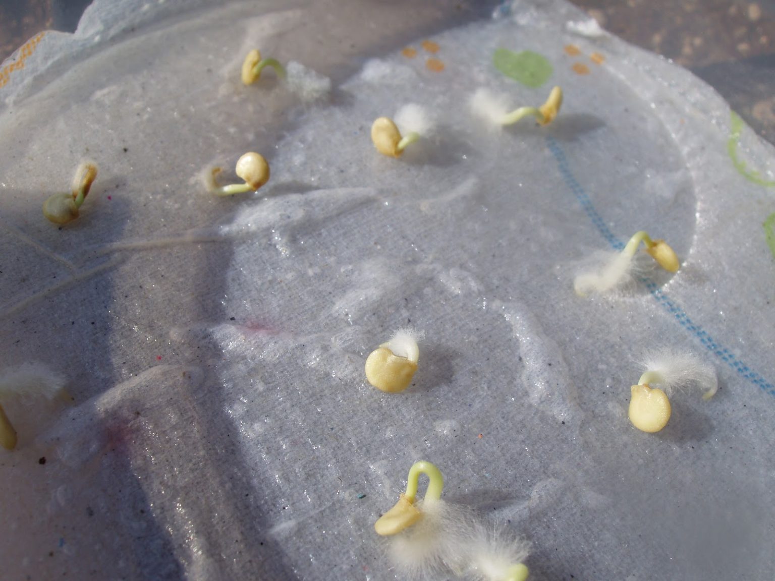 Как быстро прорастить семена огурцов перед посадкой