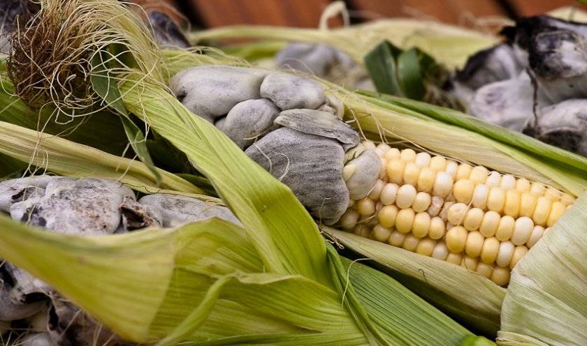 Болезни кукурузы и меры борьбы с ними