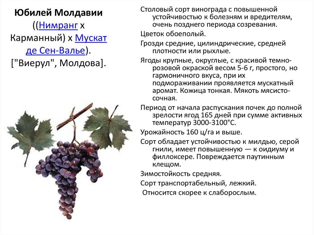 Виноград темпранильо: характеристика, выращивание, фото