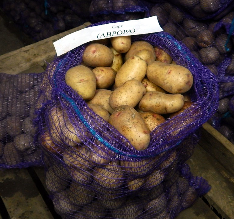 Столовый, среднепоздний картофель «аврора»: описание сорта, характеристики и фото