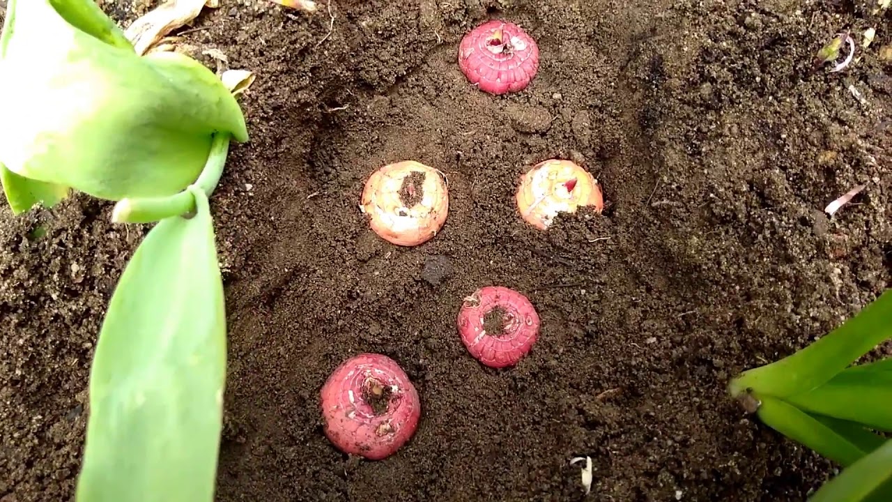 Как размножить гладиолусы семенами, детками и делением луковиц