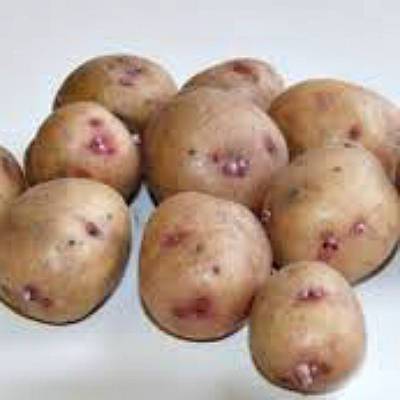 Картошка синеглазка характеристика агротехника выращивания