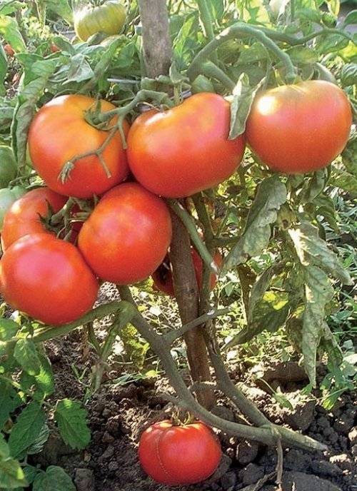 Томат загадка – вообще и не загадка, а гарантированный урожай отличных помидоров
